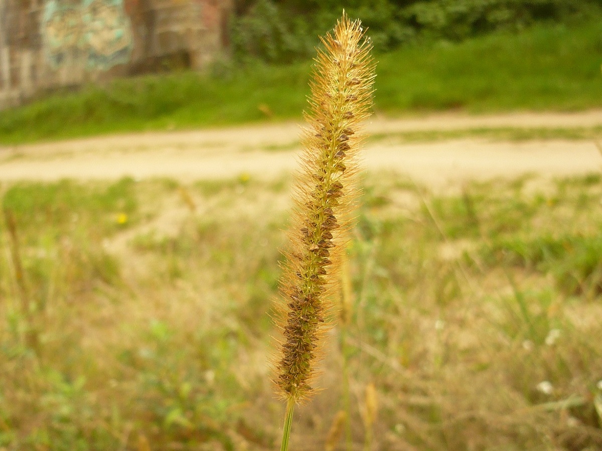 Setaria pumila (Poaceae)